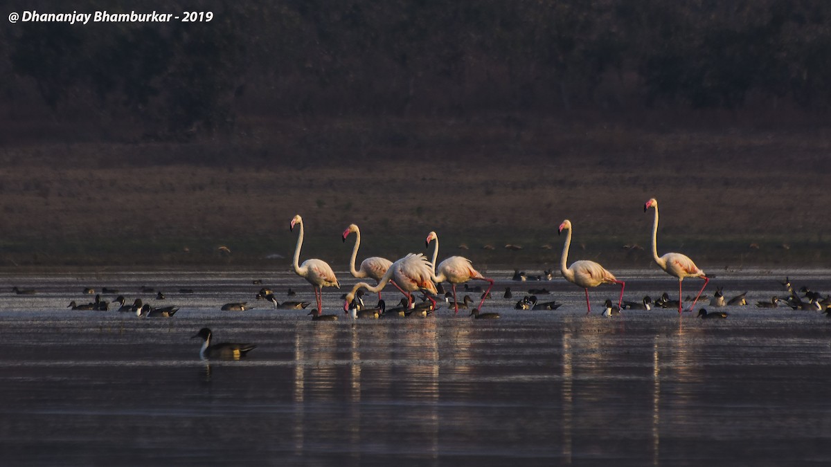Greater Flamingo - Dhananjay Bhamburkar