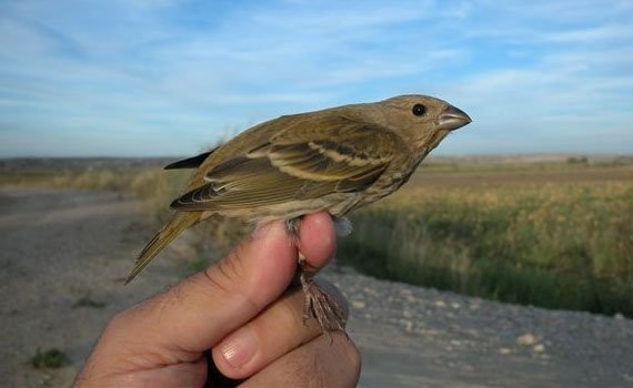 Common Rosefinch - Datos Aves Aragón