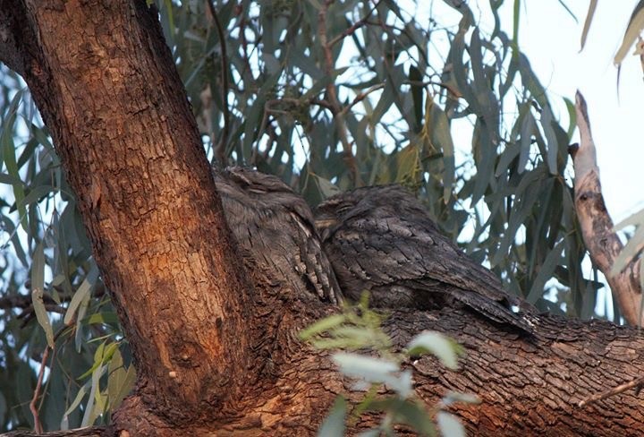 Tawny Frogmouth - Rachelle Patterson