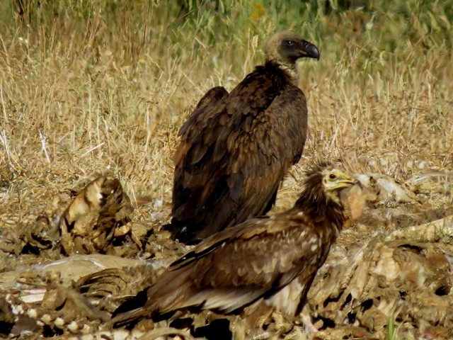 White-backed Vulture - ML135534141