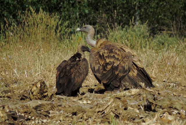 White-backed Vulture - Datos Aves Aragón