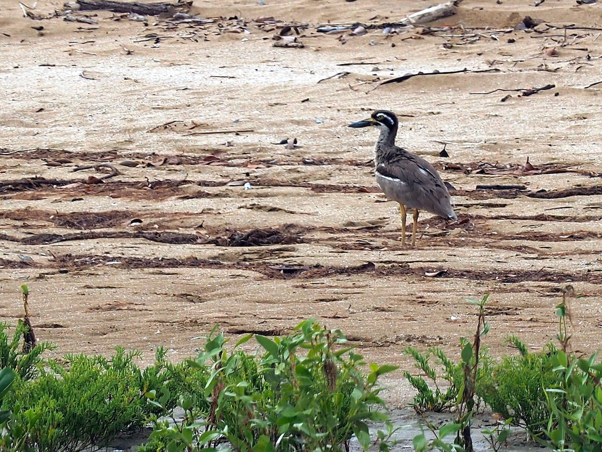 Beach Thick-knee - Len and Chris Ezzy