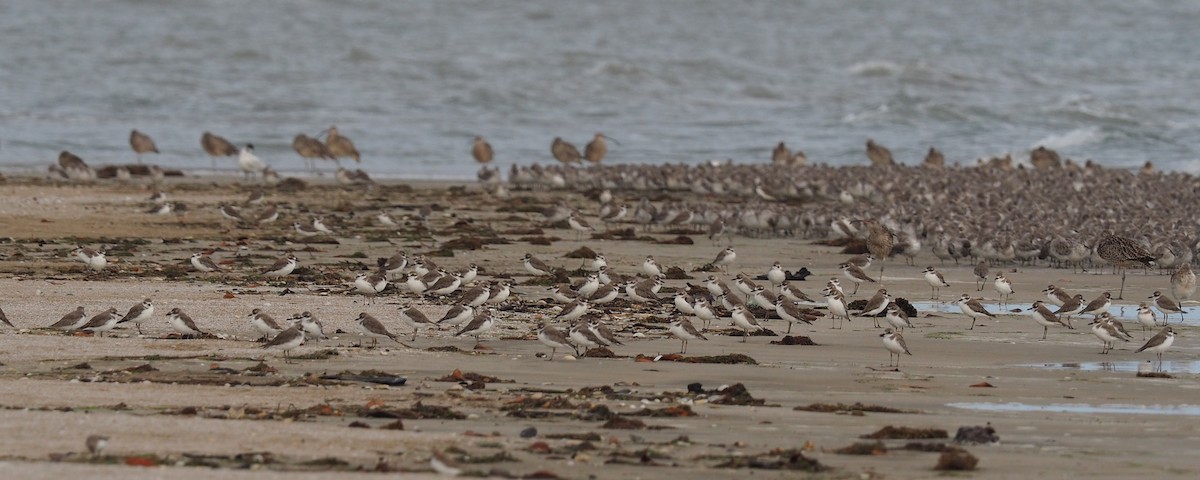 Greater Sand-Plover - Len and Chris Ezzy