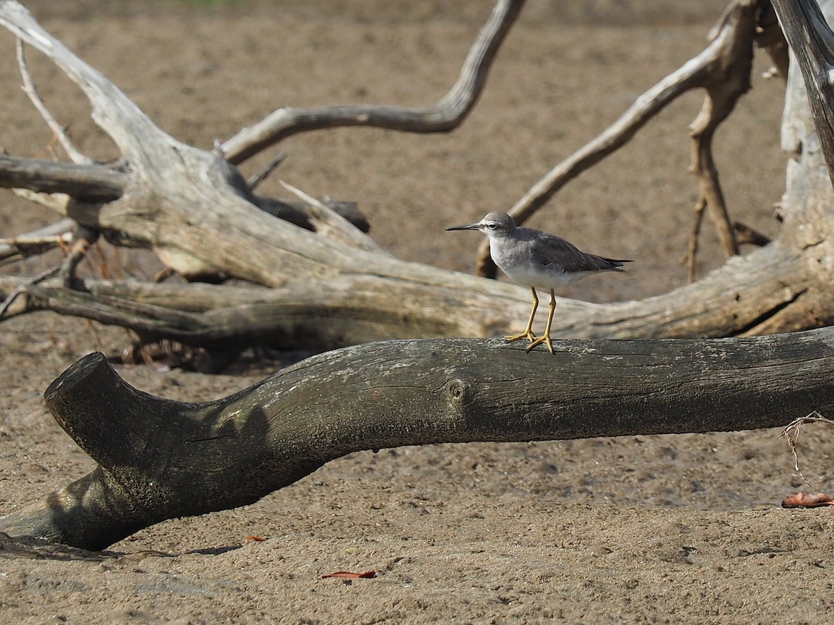 Gray-tailed Tattler - Len and Chris Ezzy