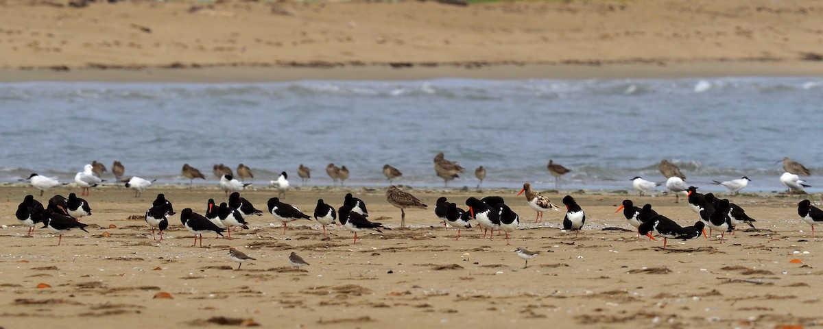 Pied Oystercatcher - Len and Chris Ezzy