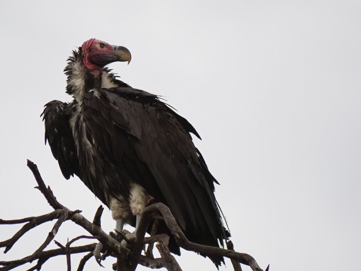 Lappet-faced Vulture - ML135540631