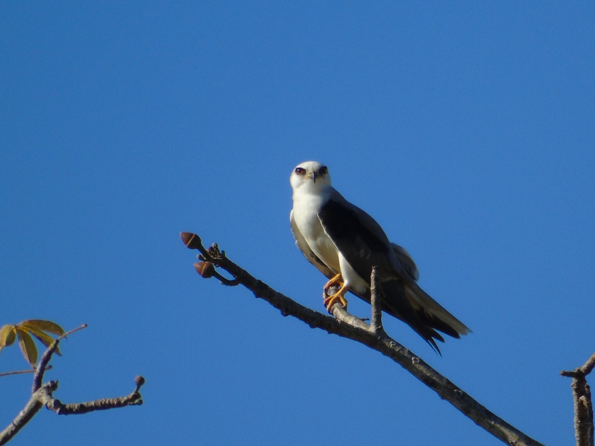 White-tailed Kite - ML135542271