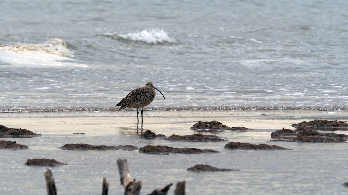 Far Eastern Curlew - Len and Chris Ezzy