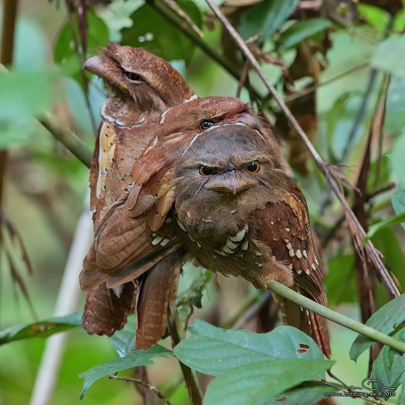 Philippine Frogmouth - ML135542681