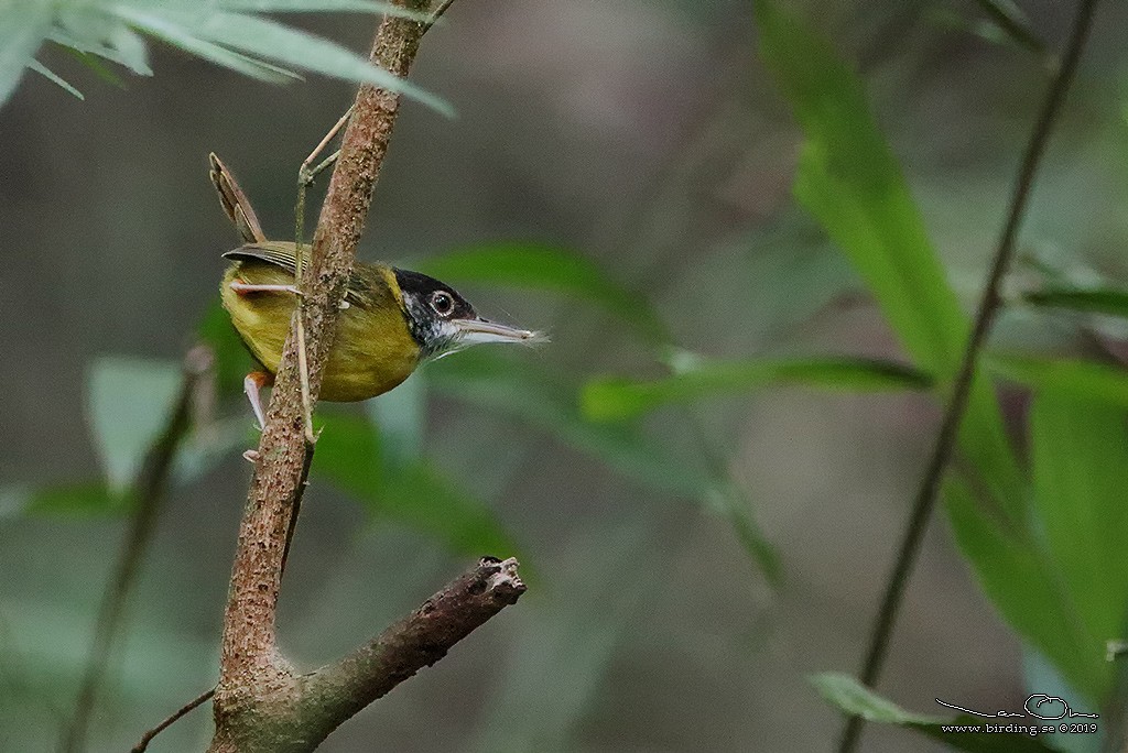 Yellow-breasted Tailorbird - ML135542771