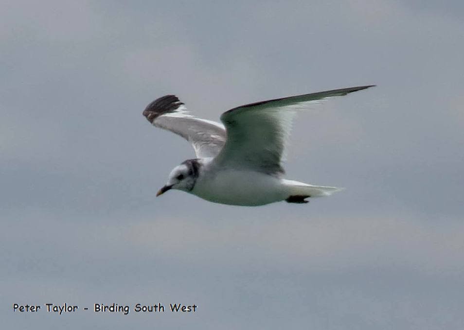 Sabine's Gull - Peter Taylor (ex Birding SW)