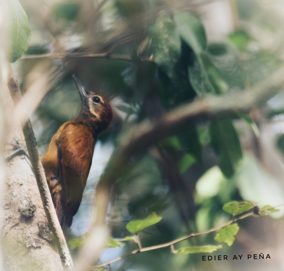 Smoky-brown Woodpecker - Eddy Ay peña & Birdwatching Tours