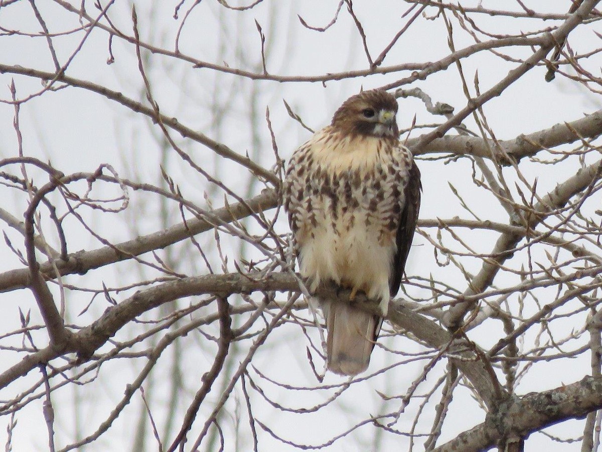 Red-tailed Hawk - ML135545061