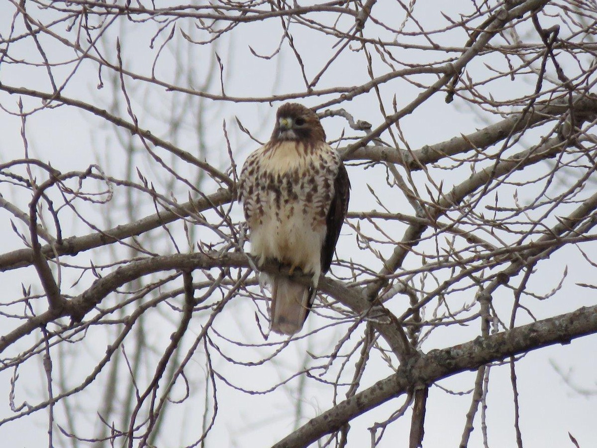 Red-tailed Hawk - ML135545071