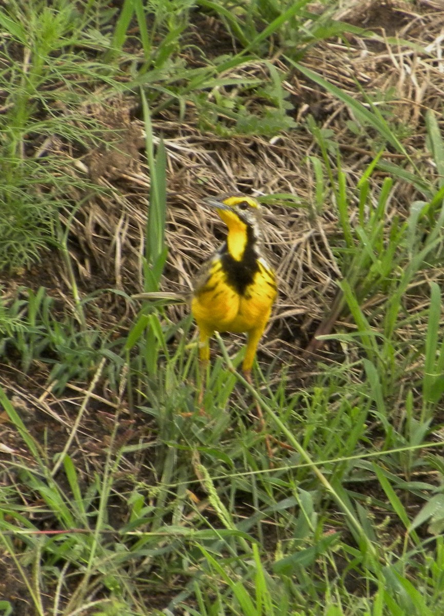 Yellow-throated Longclaw - Keith Gregoire
