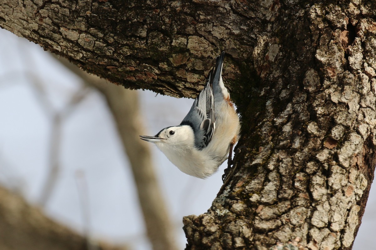 White-breasted Nuthatch - ML135547881