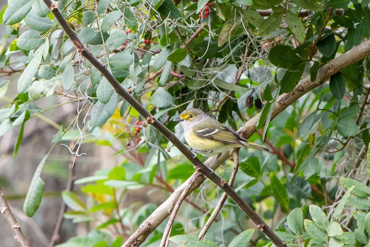White-eyed Vireo - Penny Rogers