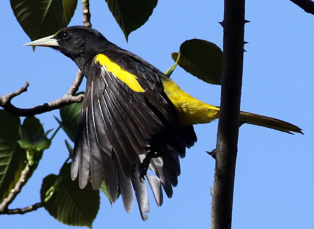 Yellow-winged Cacique - Brad Singer