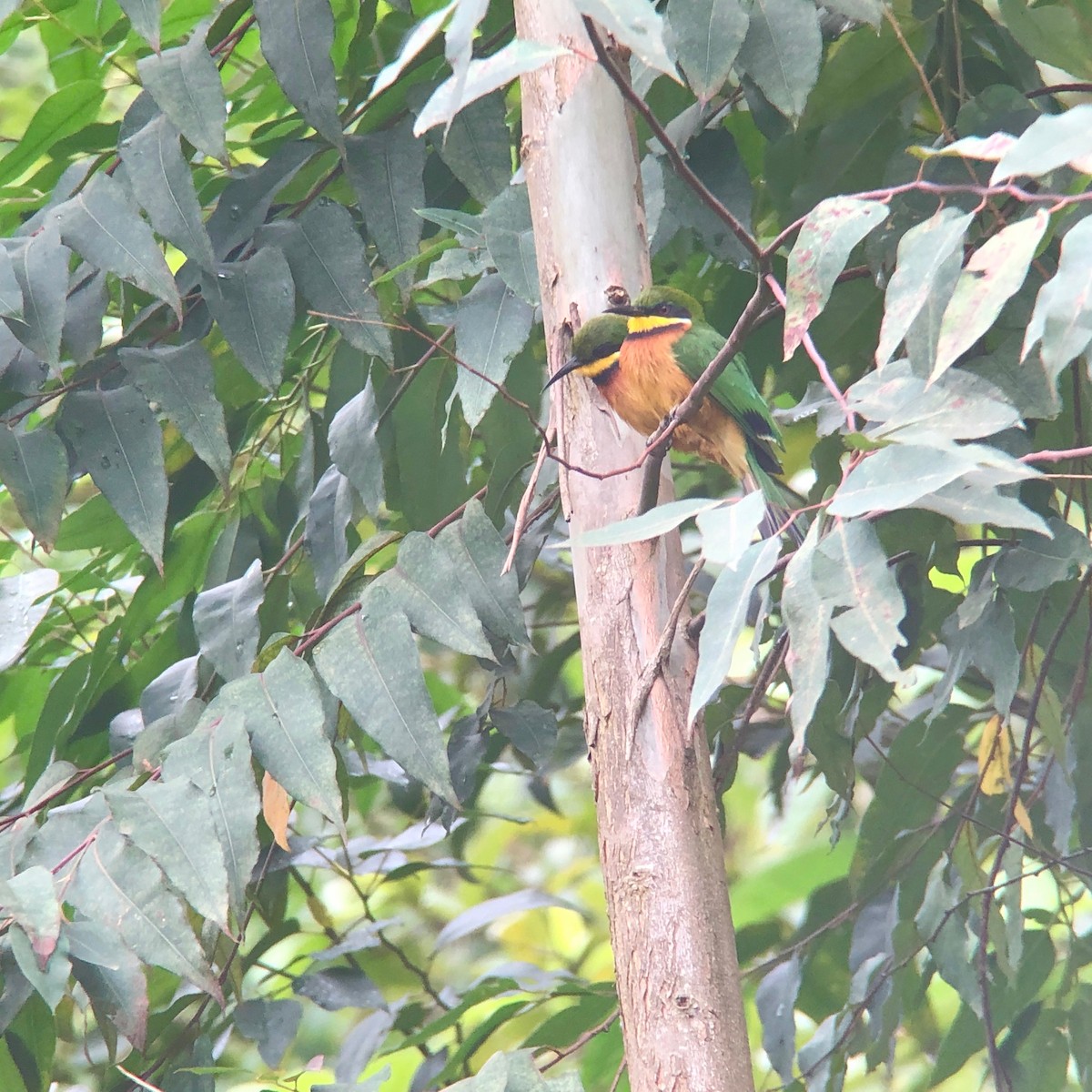 Cinnamon-chested Bee-eater - ML135549341