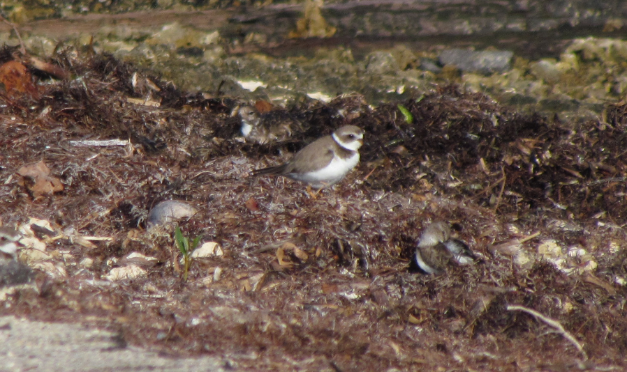 Semipalmated Plover - ML135552261
