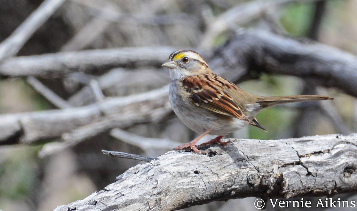 White-throated Sparrow - Vernie Aikins