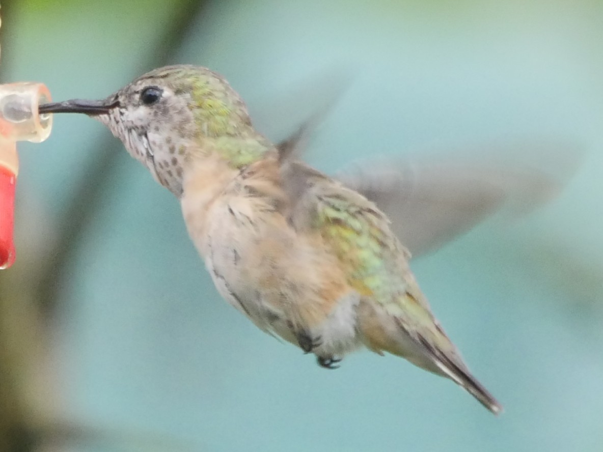 Calliope Hummingbird - Roger Horn