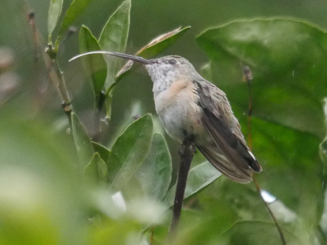Calliope Hummingbird - Roger Horn