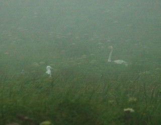 Tundra Swan (Bewick's), ML135554821