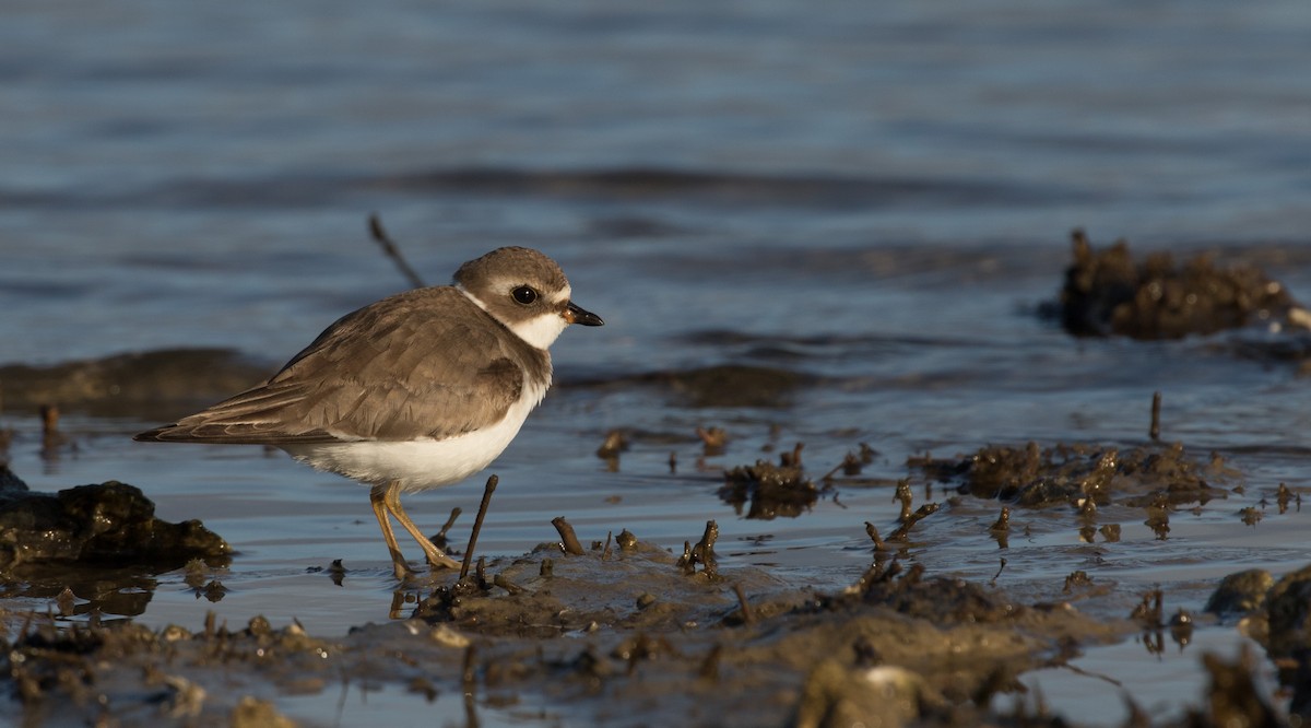 Semipalmated Plover - ML135555741