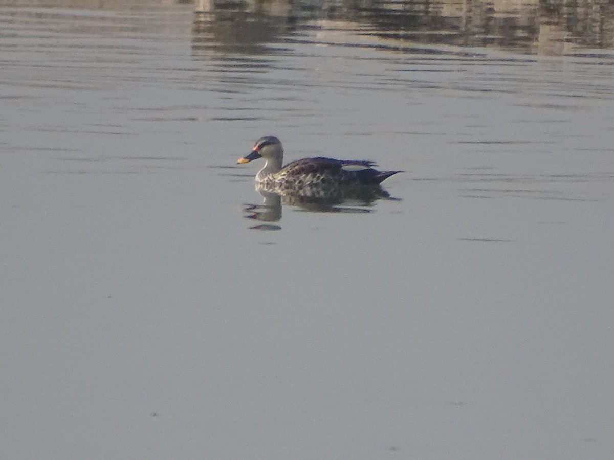 Indian Spot-billed Duck - ML135556191