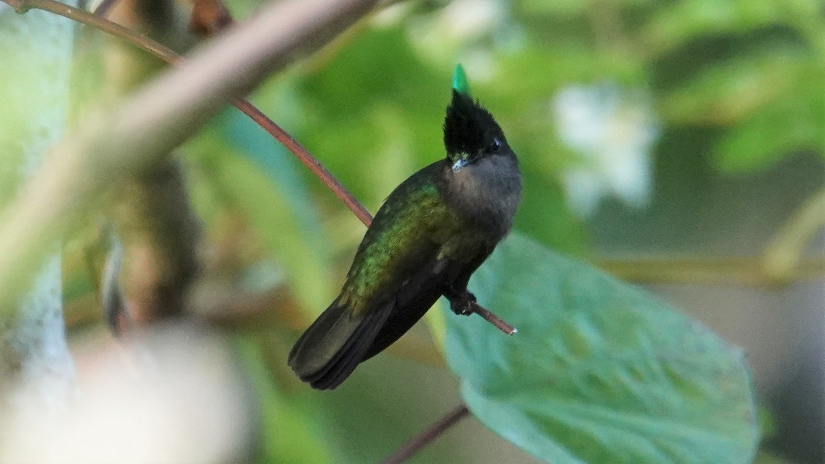 Antillean Crested Hummingbird - ML135557431