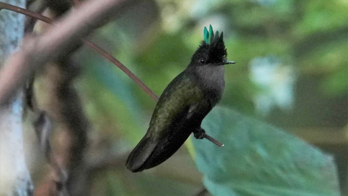 Antillean Crested Hummingbird - Ronald Breteler