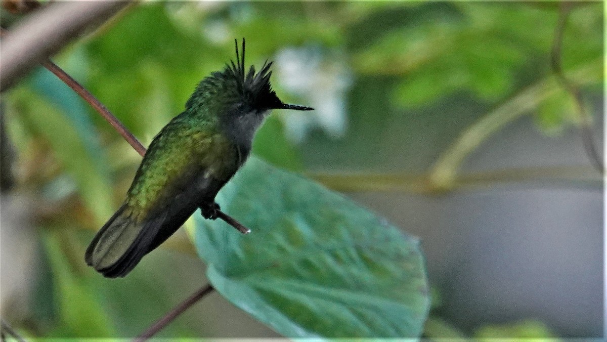 Antillean Crested Hummingbird - ML135557451