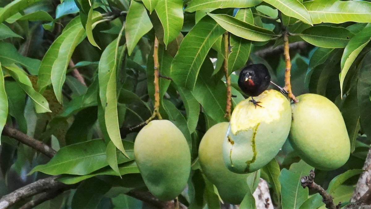 Lesser Antillean Bullfinch - Ronald Breteler
