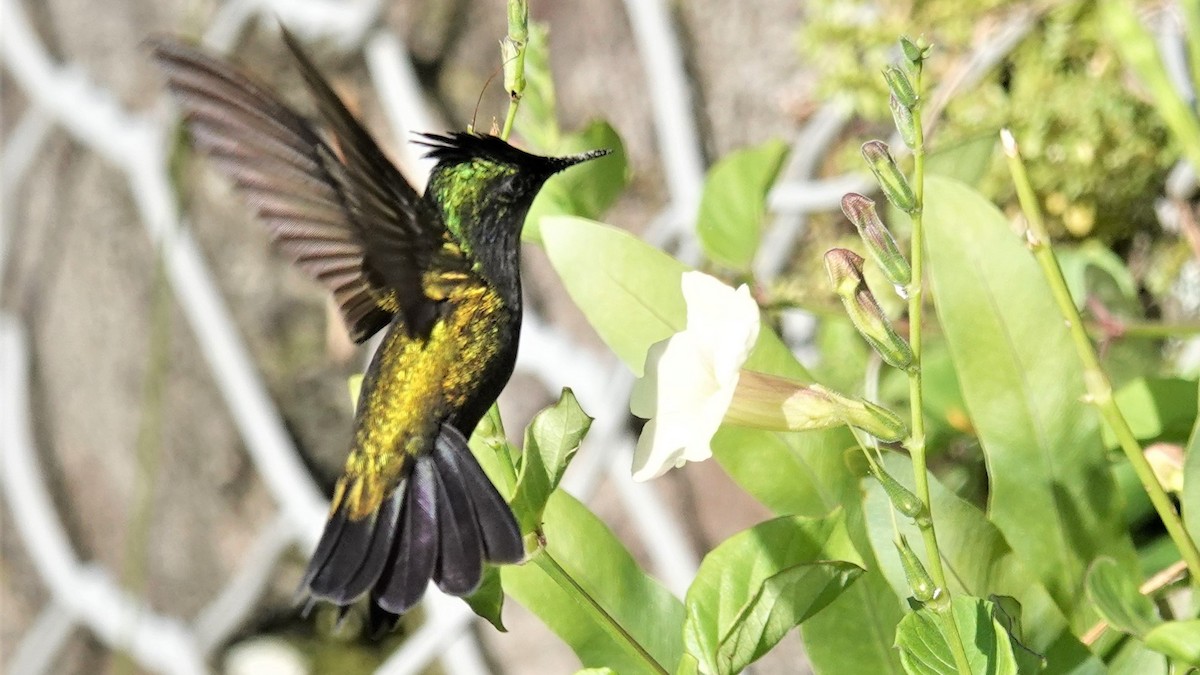 Antillean Crested Hummingbird - ML135557771