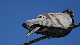 Rock Pigeon (Feral Pigeon), ML135558661