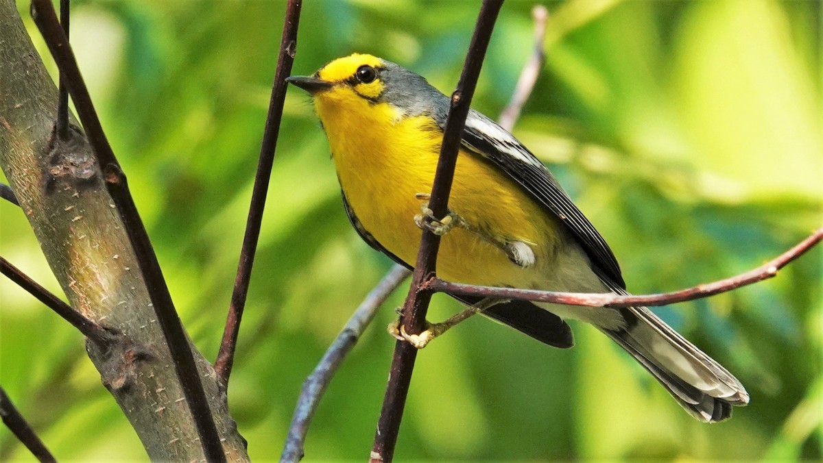 ML135559031 St. Lucia Warbler Macaulay Library