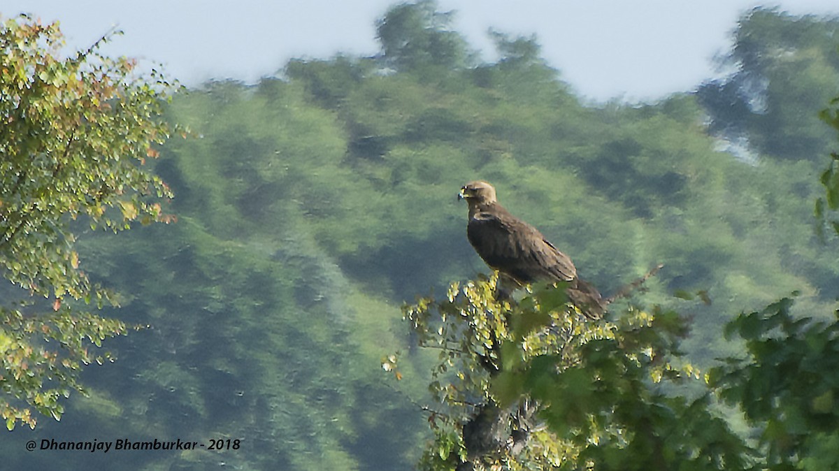 Indian Spotted Eagle - Dhananjay Bhamburkar
