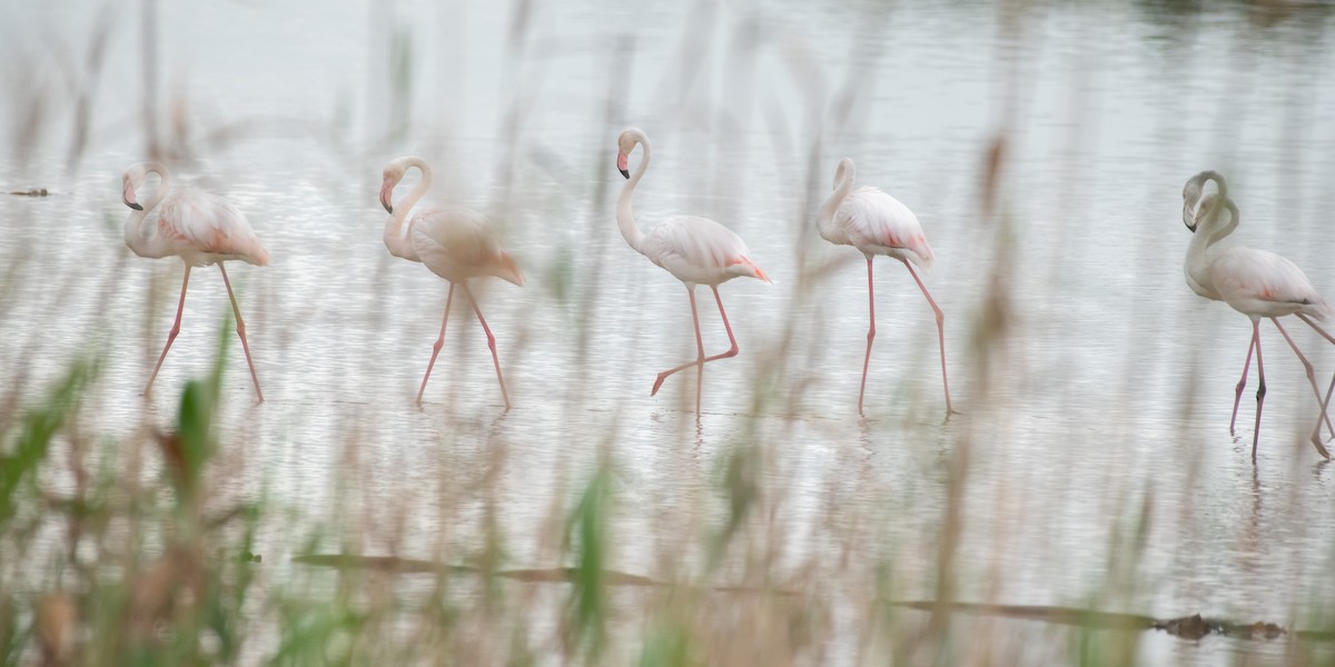 Greater Flamingo - Hank Davis