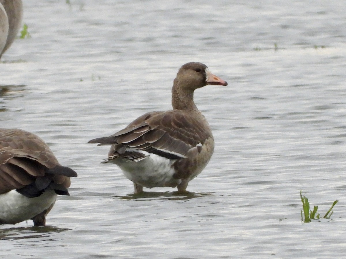 Greater White-fronted Goose - ML135563941