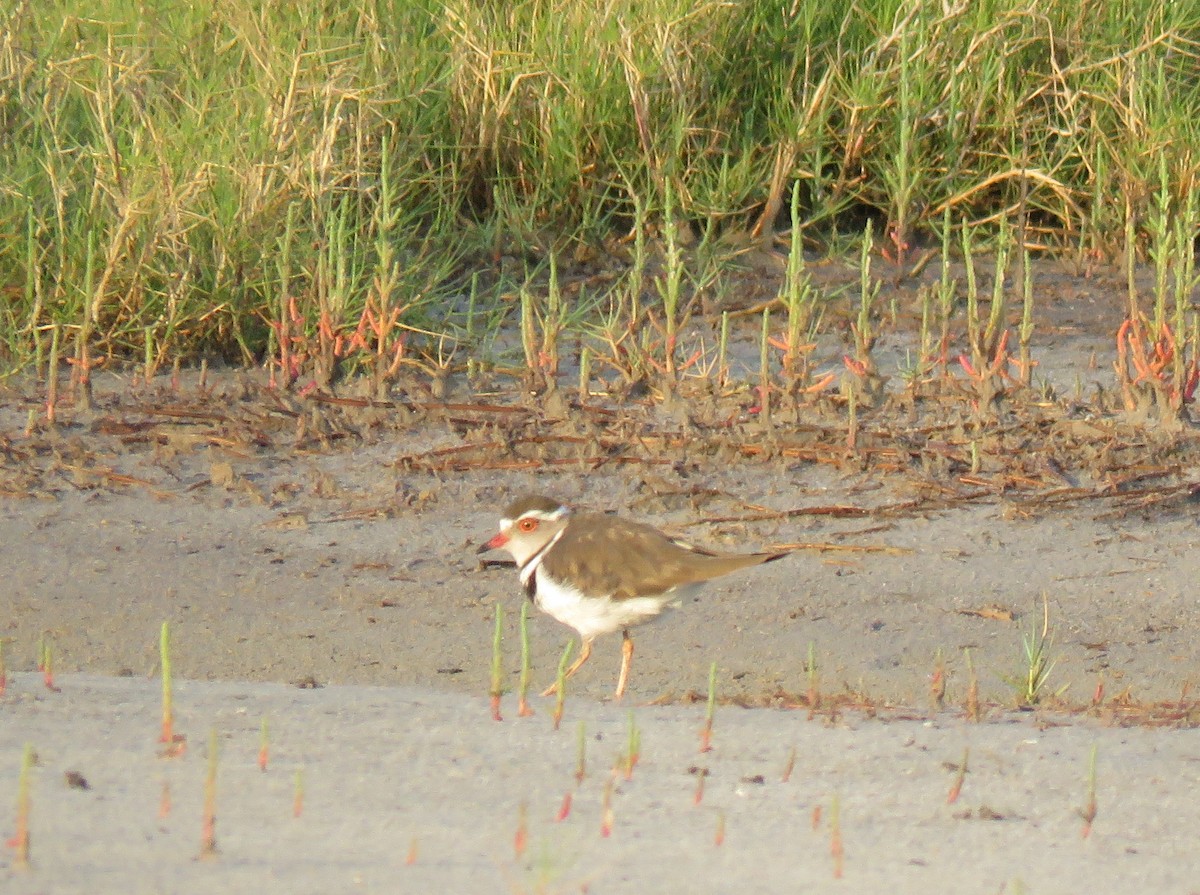 Three-banded Plover - ML135565301