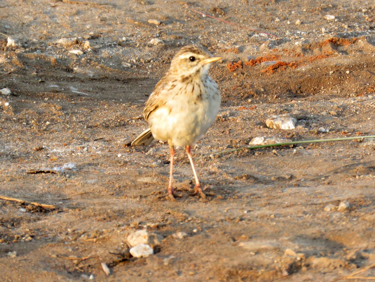 African Pipit - ML135565391