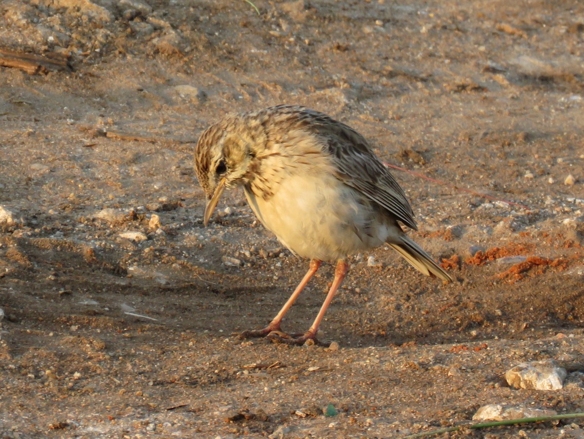African Pipit - ML135565401