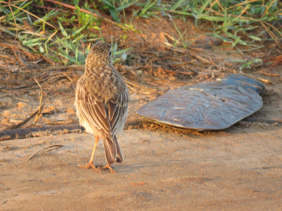 African Pipit - ML135565431