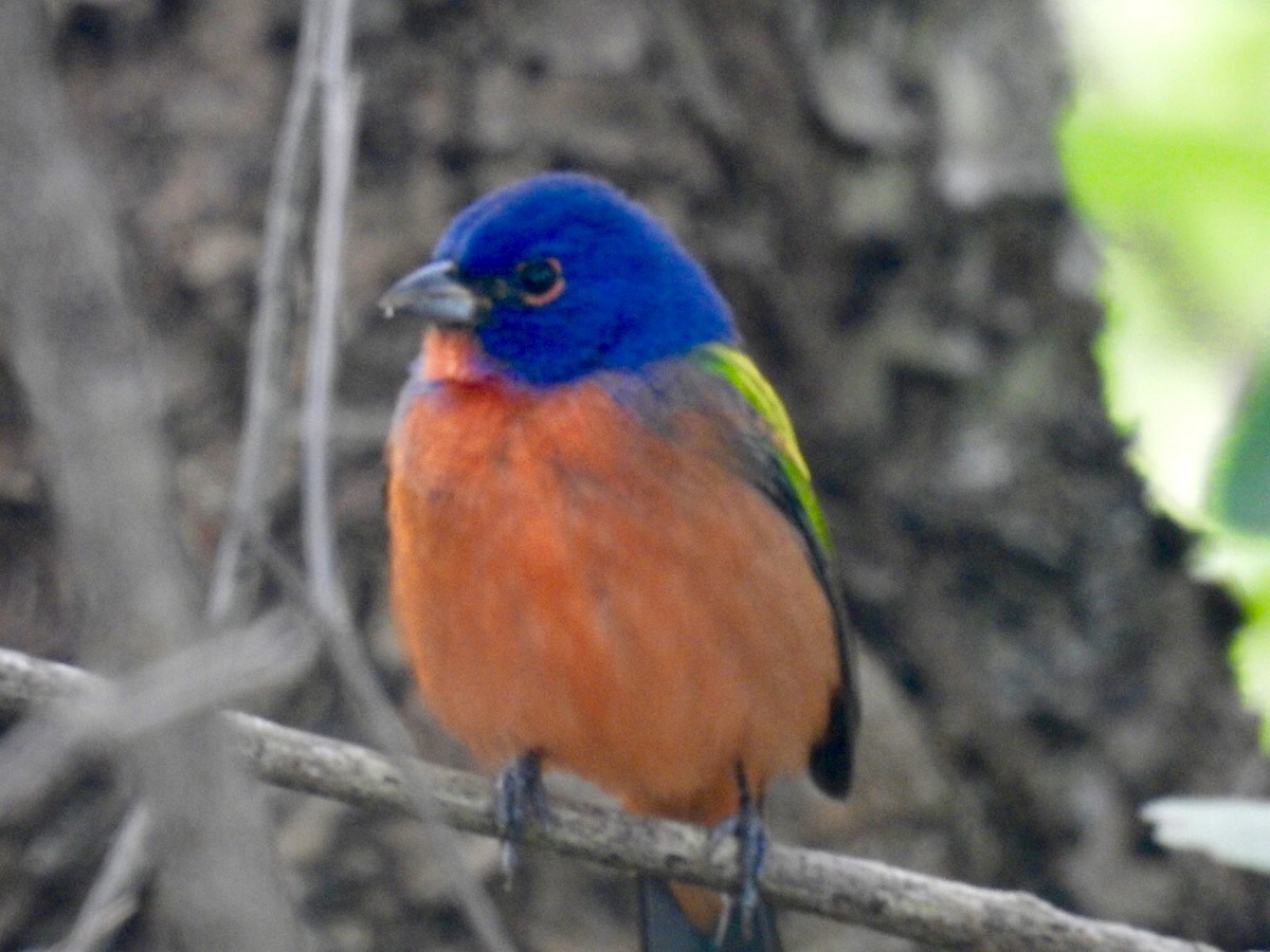 Painted Bunting - ML135566881