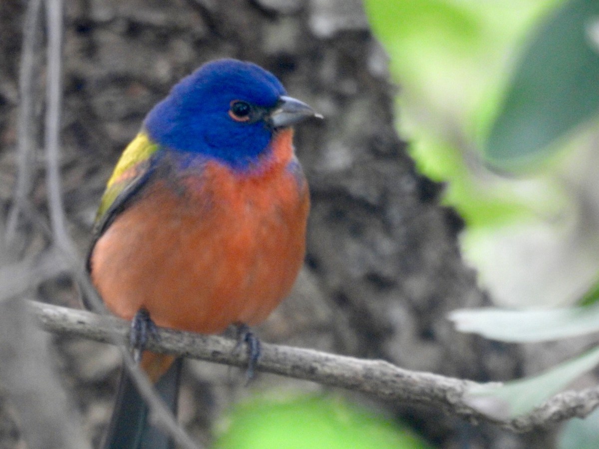 Painted Bunting - ML135566901