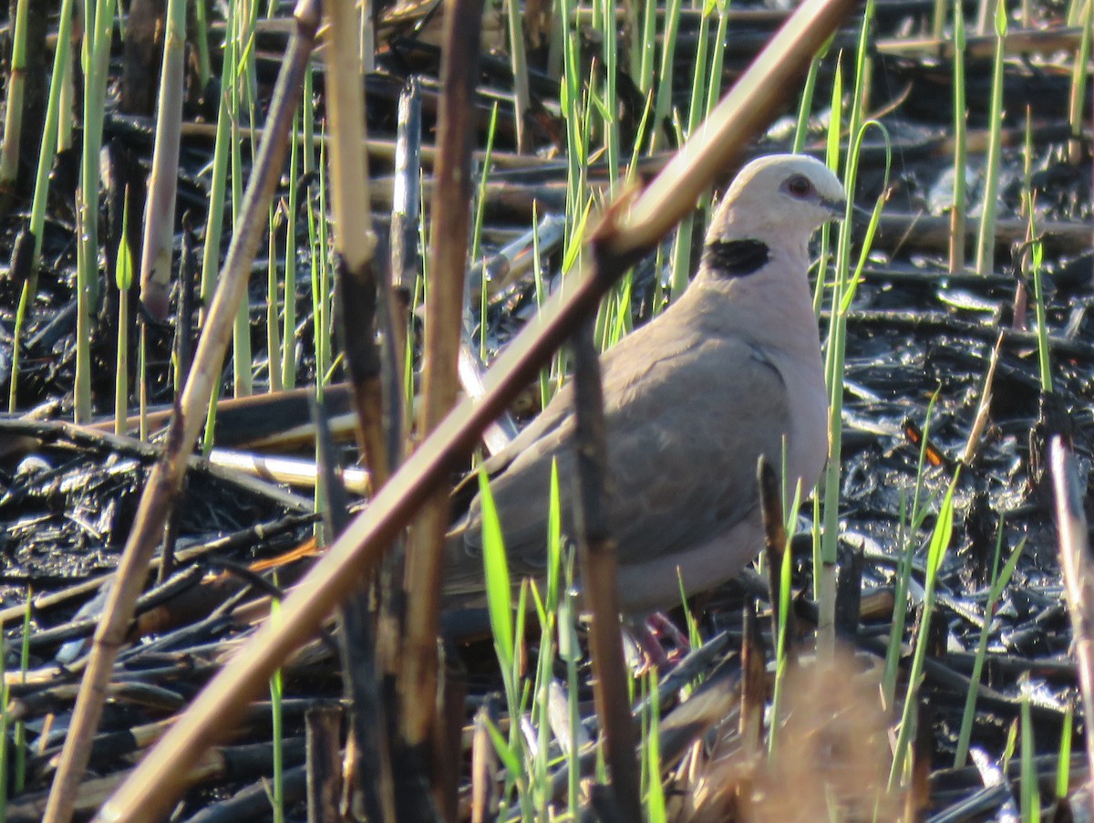 Red-eyed Dove - ML135567381