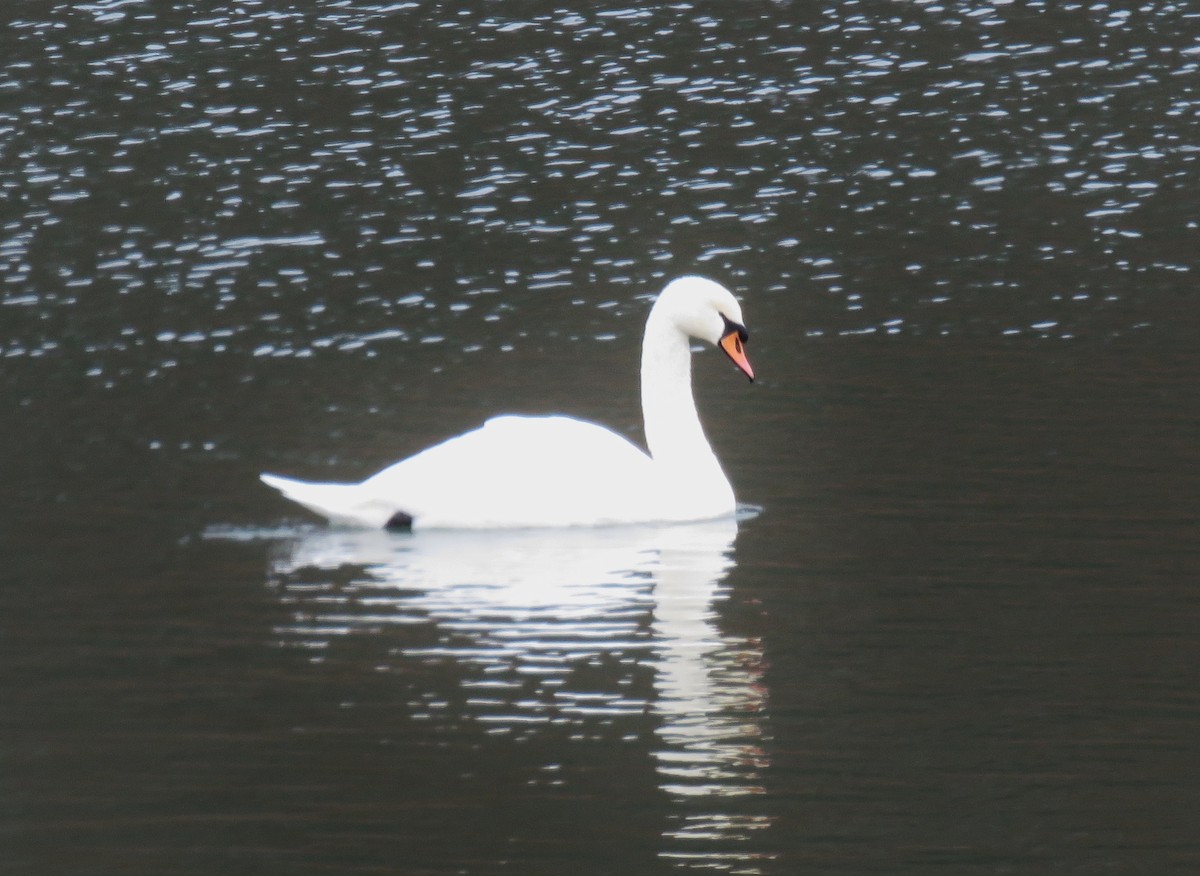 Mute Swan - Patricia and Richard Williams