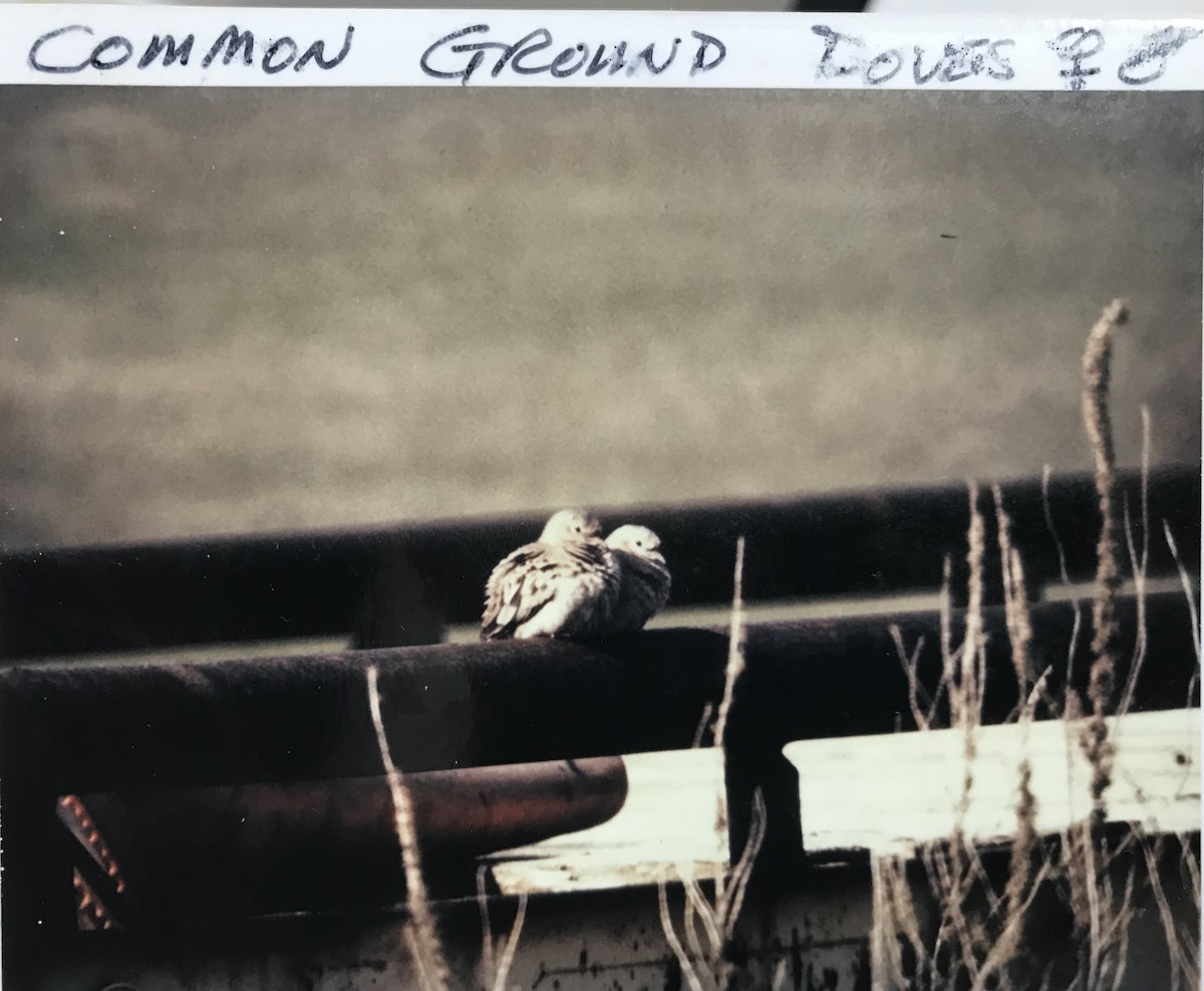 Common Ground Dove - Jeff R. Wilson