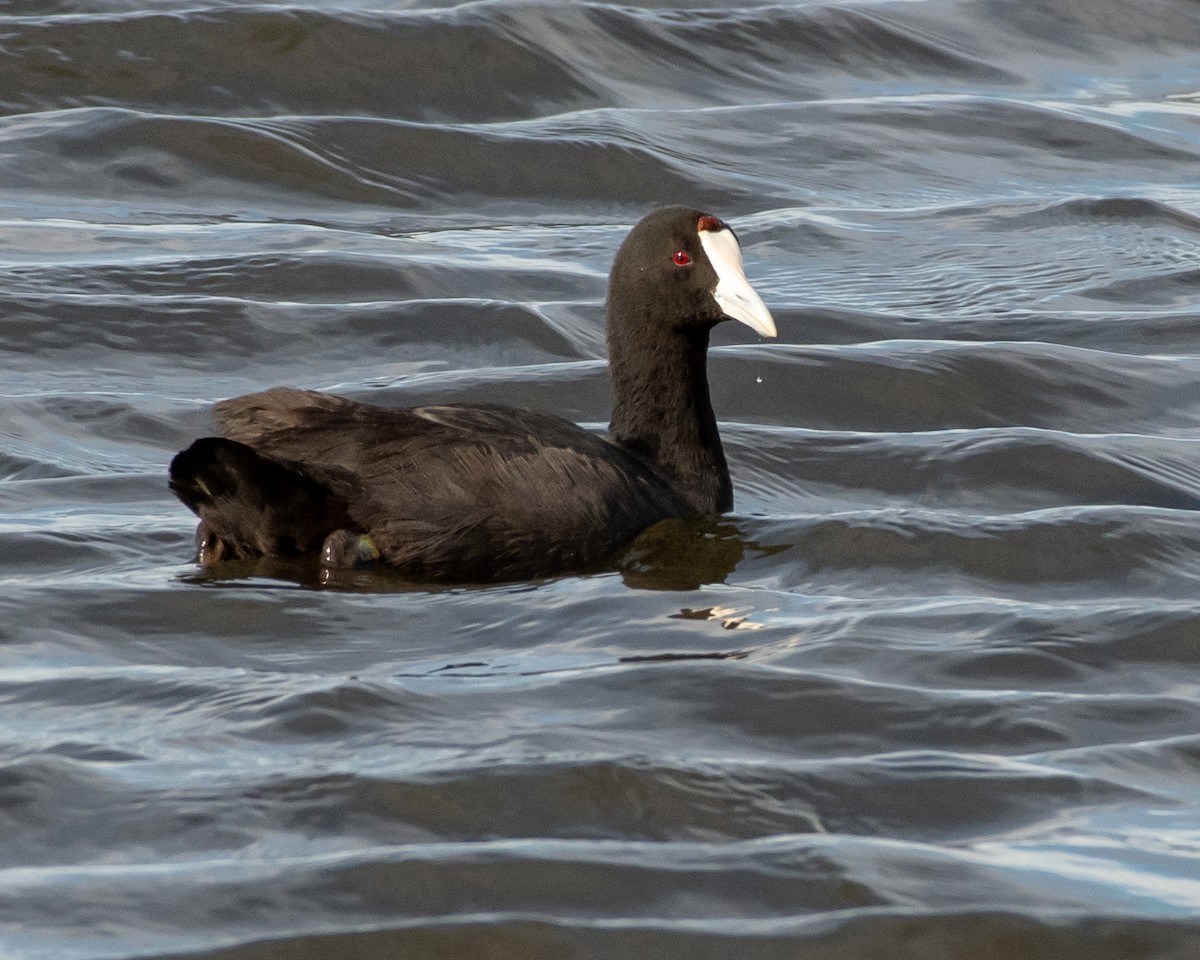 Red-knobbed Coot - ML135570881